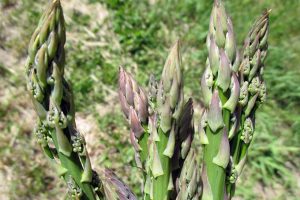 Asparagus Tips | GardenersPath.com