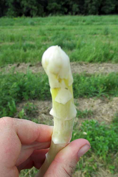 A close up of a hand from the left of the frame holding a white asparagus spear with a field of crops in the background.