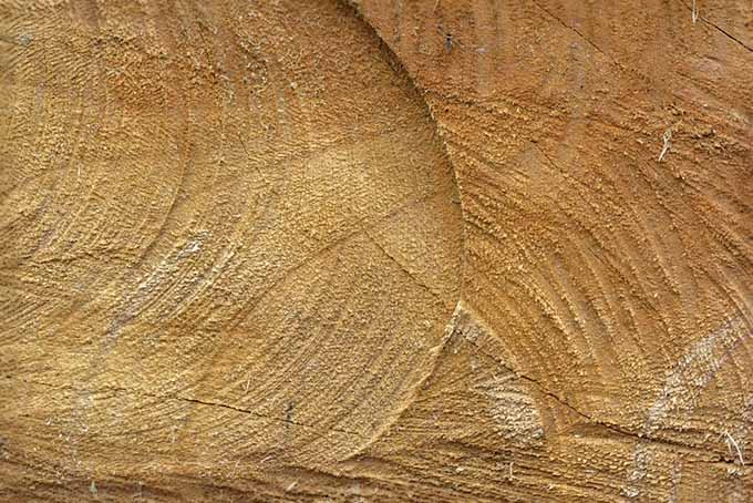 A close up of roughly hewn Chinese fir, showing the grain of the wood.
