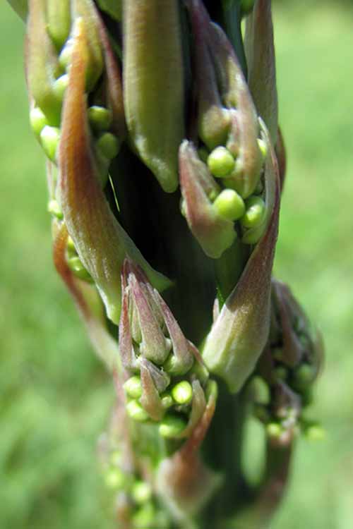 A close up vertical picture of an asparagus tip starting to bloom, pictured on a soft focus background.
