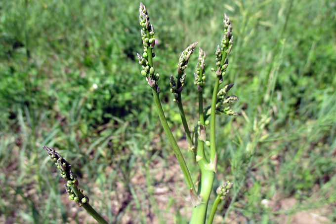 A close up of asparagus tips that are starting to flower, pictured in light sunshine with a field in soft focus in the background.