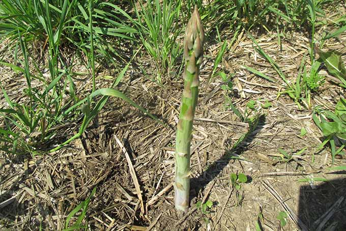 A close up of an asparagus spear growing in the garden ready for harvest, pictured in bright sunshine.