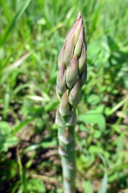 A close up of an asparagus spear that's ready to harvest, pictured in bright sunshine with foliage in soft focus in the background.