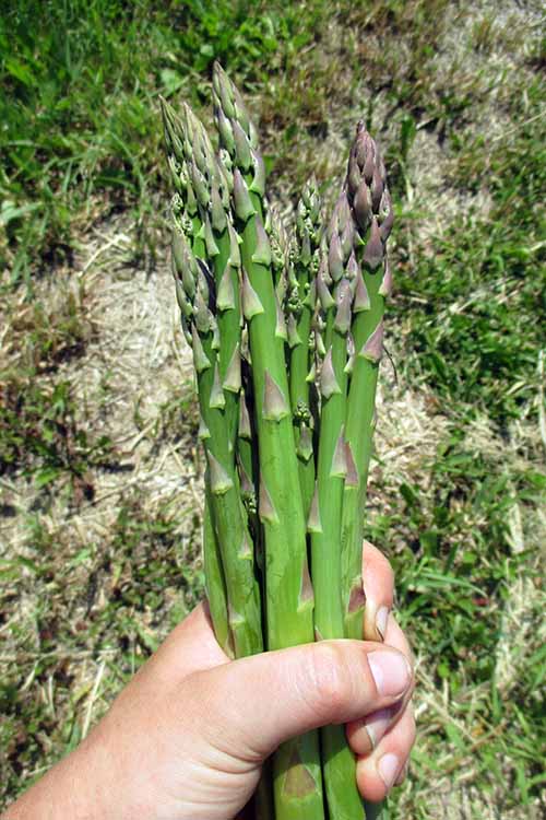 A close up vertical picture of a hand holding a bunch of freshly harvested asparagus spears.