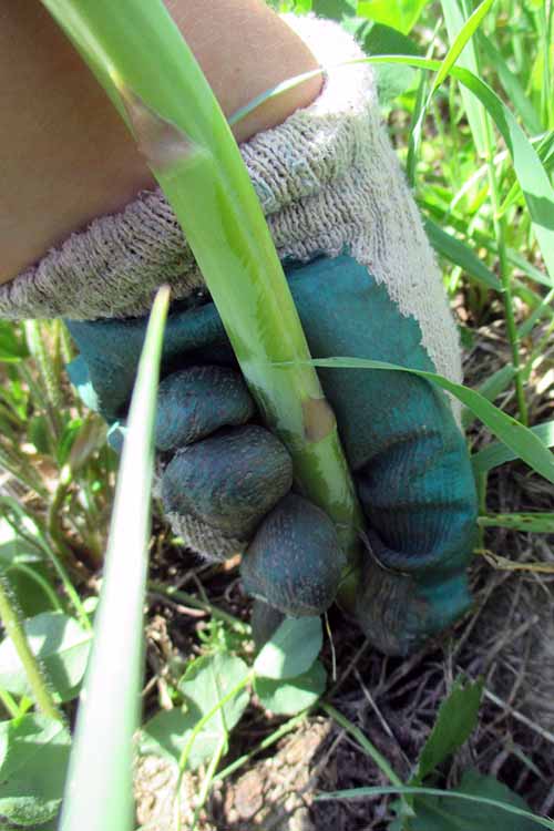 A close up of a gloved hand from the left of the frame picking an asparagus spear on a sunny day.