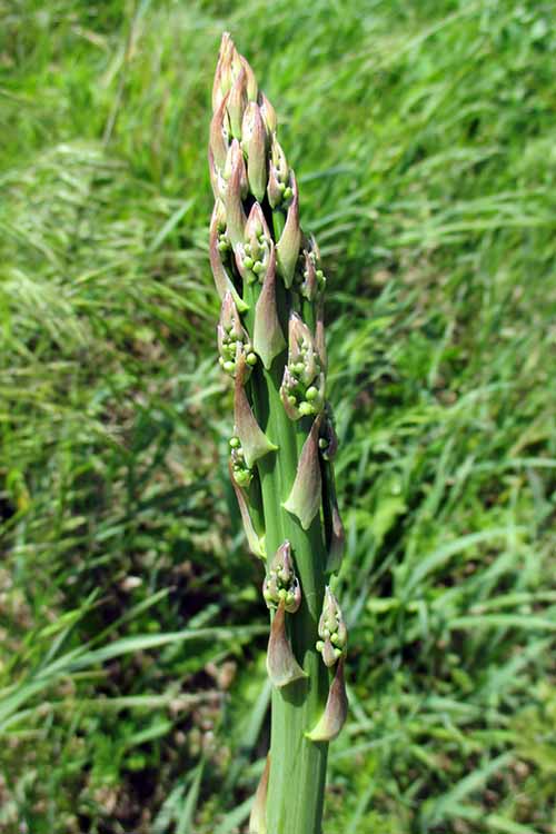 A close up of a tip of asparagus starting to unfold, on a soft focus background.