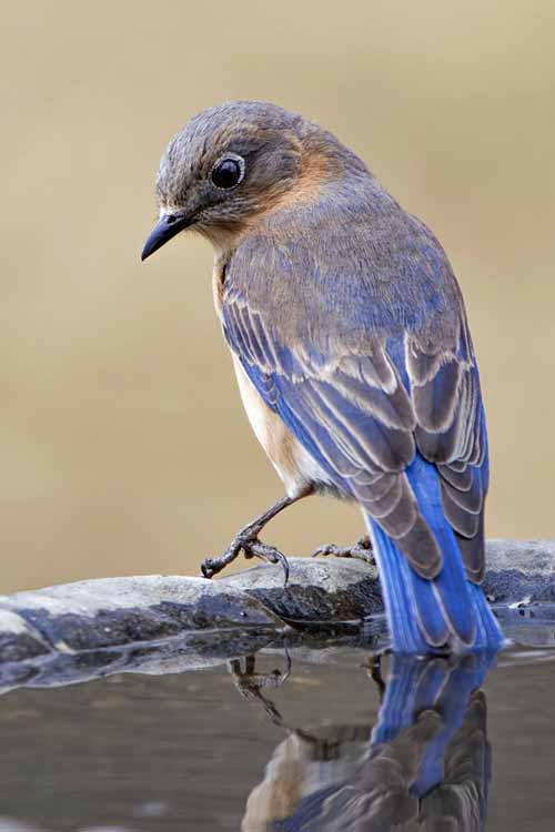 A close up vertical picture of a blue bird perched on the edge of a bowl filled with water, on a soft focus background.