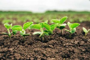Plant Nutrients: What They Need and When They Need It