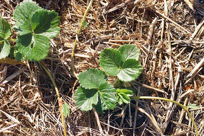 A close up top down picture of strawberry plants surrounded by straw mulch, pictured in bright sunshine.