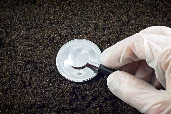 A close up of a stethoscope held in a gloved hand examining rich, dark soil.