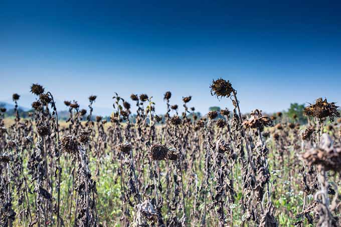 A field of sunflowers that have dried and gone to seed, with a blue sky in the background.