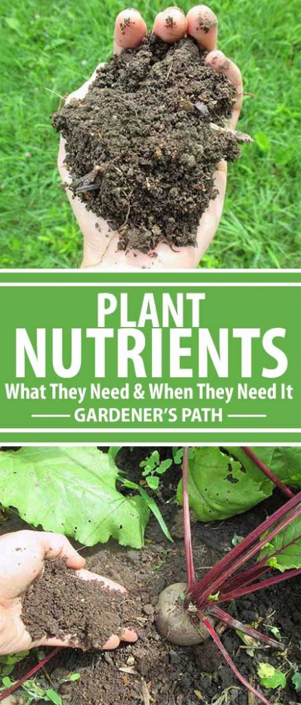Did you know that appearance, disease, growth stage, and more reveal what nutrients plants need? Like us, plants need a wide range of nutrients, and they can gain them from many sources. Learn how to master plant nutrients, diagnose deficiencies, and restore balance here at Gardener’s Path!