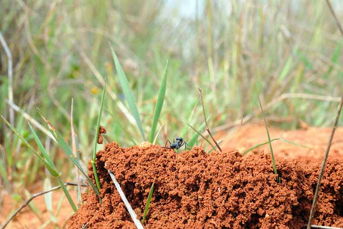 Beneficial Ant on an Anthill | GardenersPath.com