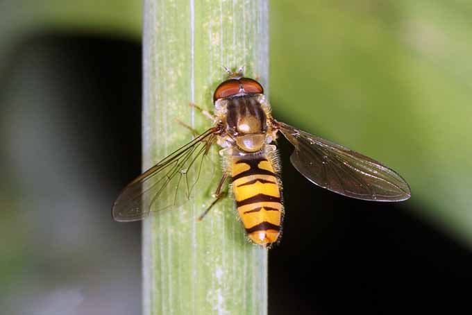 Hoverfly on Plant Stalk | GardenersPath.com