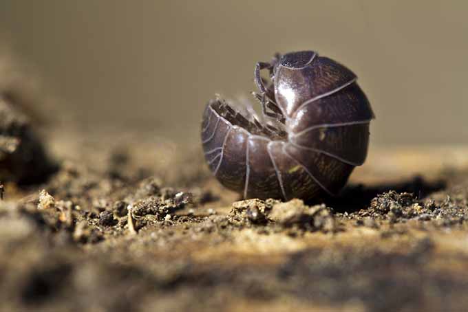 Beneficial Insects Curled Up Pill Bug | GardenersPath.com