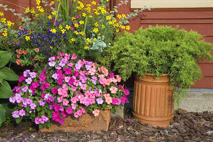 Inclusive shot shows planters to the left filled with many kinds of flowers, and a single round container holding a small juniper bush to the right; all sitting atop mulched ground against the side of a red-painted house.