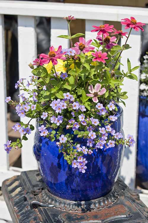A blue ceramic pot holds a variety of pink, peppy flowers atop a metal stove-like surface.