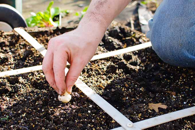 A man's hand planting a garlic clove in a square foot garden.