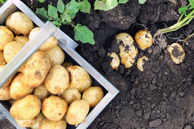 Harvesting Potatoes Cover | GardenersPath.com