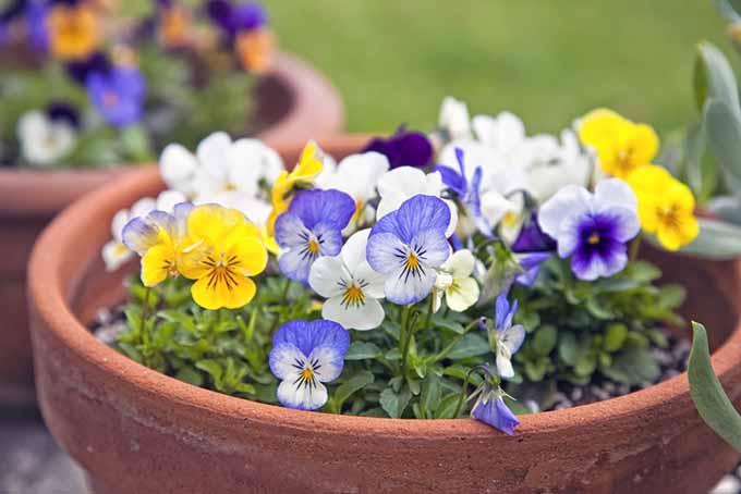 Johnny Jump-Ups in Container | GardenersPath.com