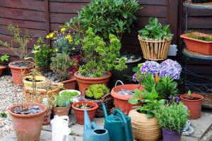 6 Simple Tricks for Beautiful Garden Containers | Gardener's Path