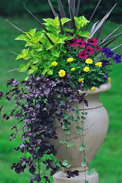 Container garden looking sad and tired when the dog days of summer roll on by? Here's some ridiculously simple tricks to keep your containers looking great in the heat, no matter what: https://gardenerspath.com/how-to/containers/tips-for-beautiful-garden-containers/