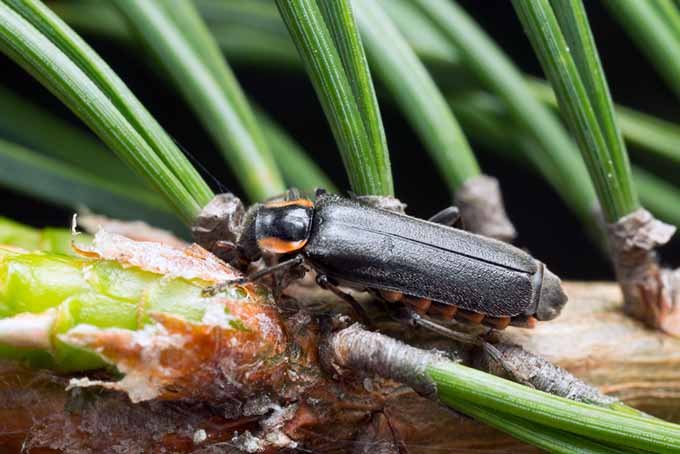Beneficial Insects Soldier Bug on Fir Needles | GardenersPath.com