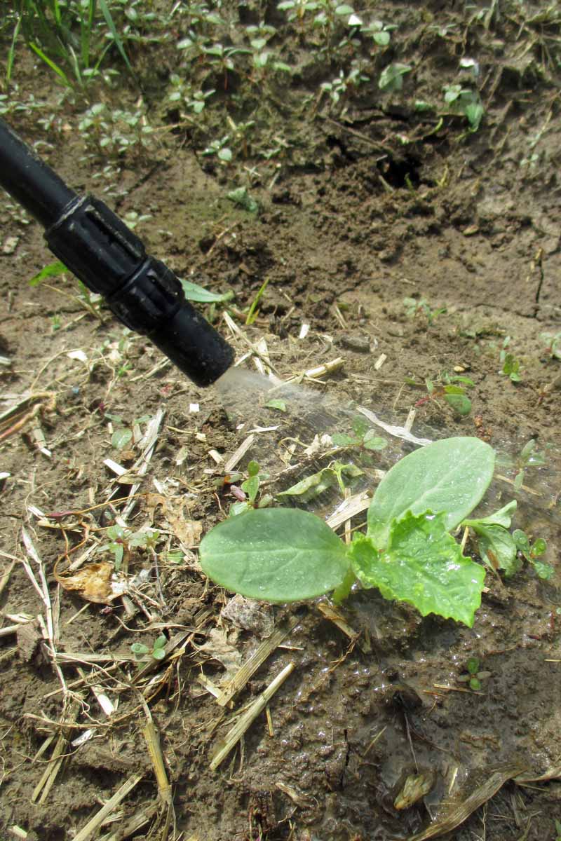 A close up vertical picture of a squash plant being fertilized using a spray, with soil in the background.