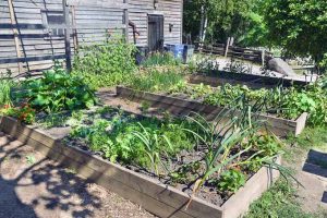 Your Ultimate Guide to Square Foot Gardening | Gardener's Path