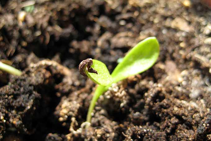 Close up of a bean seedling.