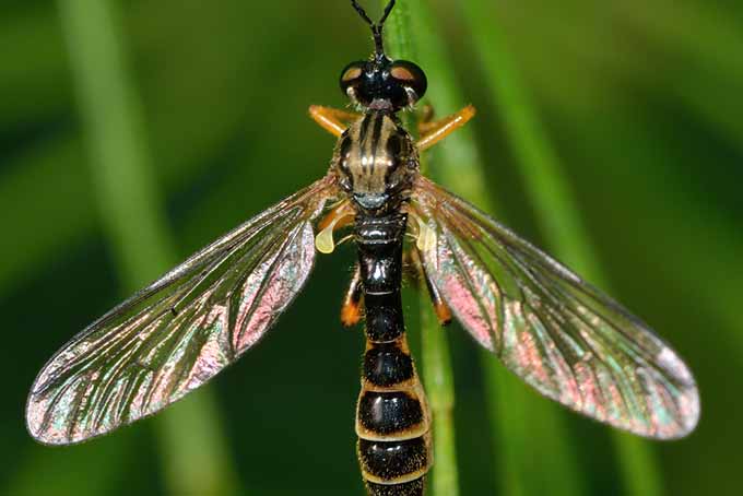 Beneficial Insects - Robber Fly | GardenersPath.com
