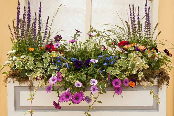Window Box with Flowers | GardenersPath.com