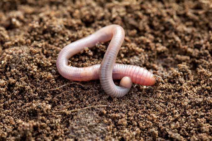 Worm in Soil | GardenersPath.com