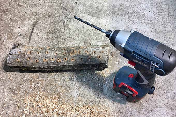 A close up horizontal image of a drill to the right of the frame and a log with holes in it to the left set on a concrete surface.