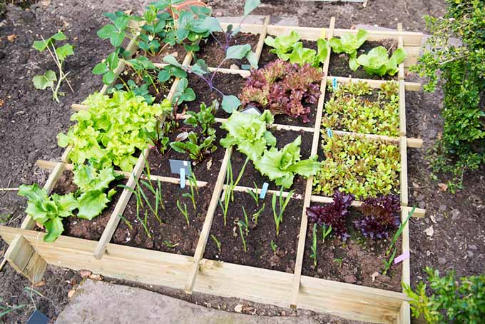Vue oblique de haut en bas de légumes poussant dans un jardin de pieds carrés rétangulaire.