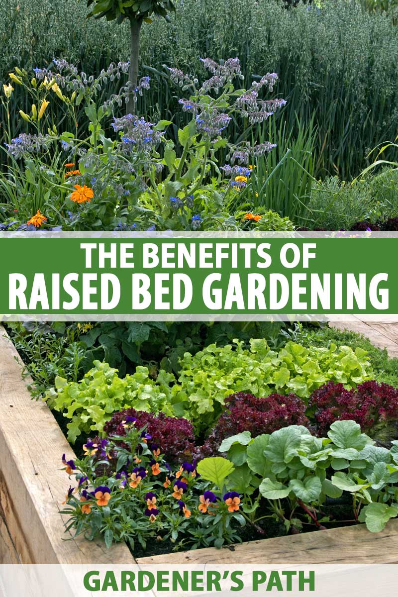 Raised Bed Gardening Benefits What Do They Actually Do Gp