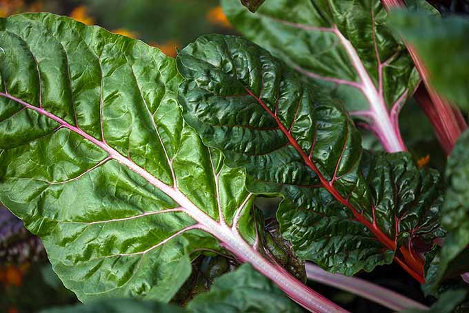 A close up horizontal image of Swiss chard leaves growing in the garden, pictured in light sunshine.