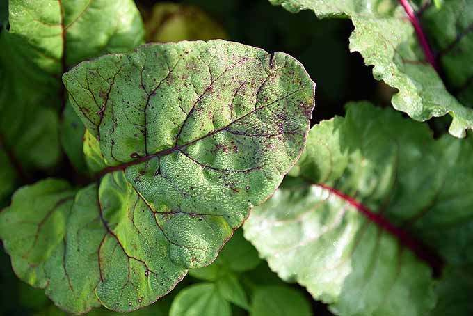 A close up horizontal image of a leaf suffering from cercorspora leaf spot, pictured in bright sunshine on a soft focus background.