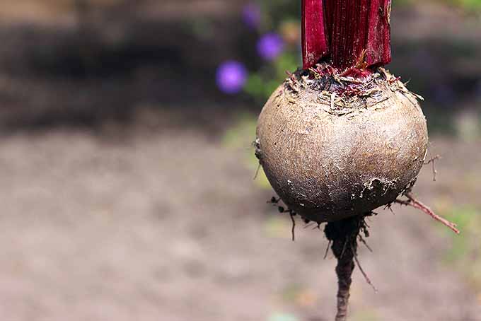 A close up horizontal image of a freshly harvested beetroot, cleaned and pictured in light sunshine.
