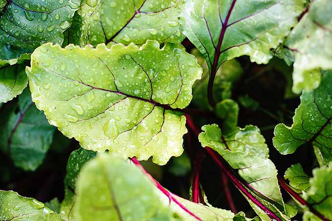 A close up horizontal image of beet greens with water droplets on the surface of the foliage, pictured in bright sunshine.