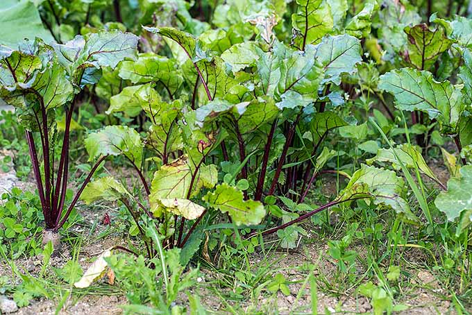 A close up horizontal image of beet plants growing in the garden surrounded by weeds.