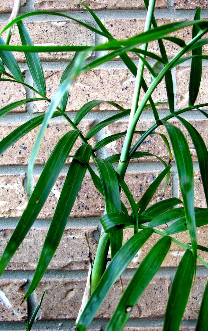 A close up vertical image of a bamboo palm growing in a container in front of a brick wall.