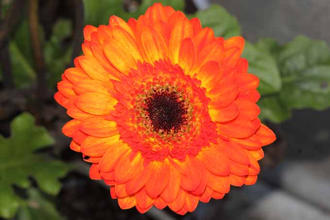A close up horizontal image of an orange gerbera daisy pictured on a soft focus background.