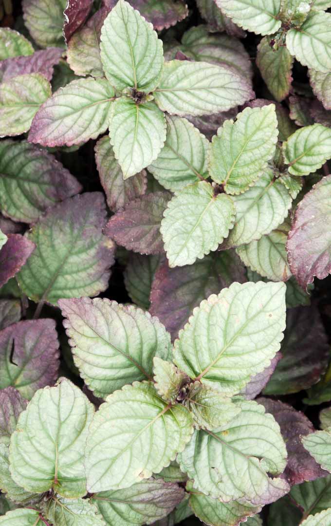 A close up vertical image of purple waffle plants with textured purple and green foliage.