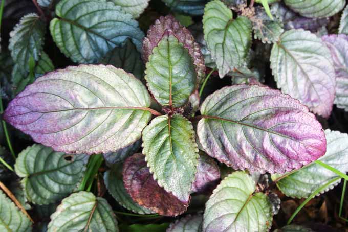A close up horizontal image of the variegated leaves of purple waffle plant, growing indoors.