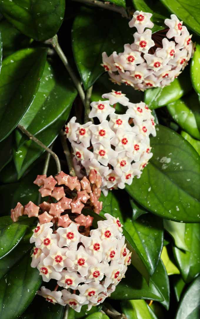 A close up vertical image of beautiful hoya blooms surrounded by green foliage.
