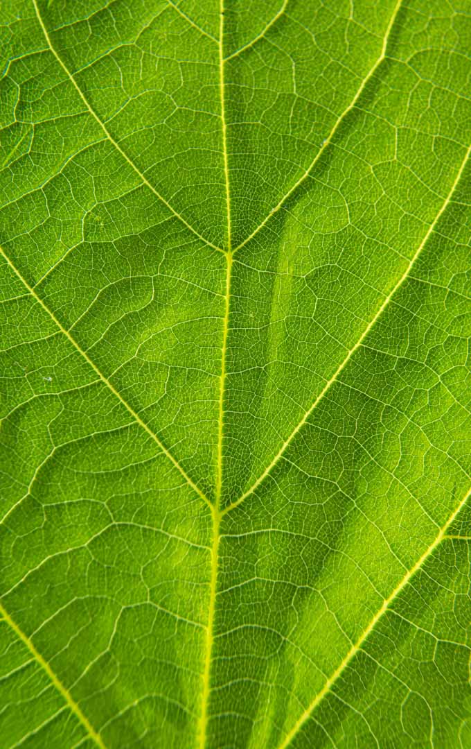 A close up vertical image of a green leaf with yellow veins.