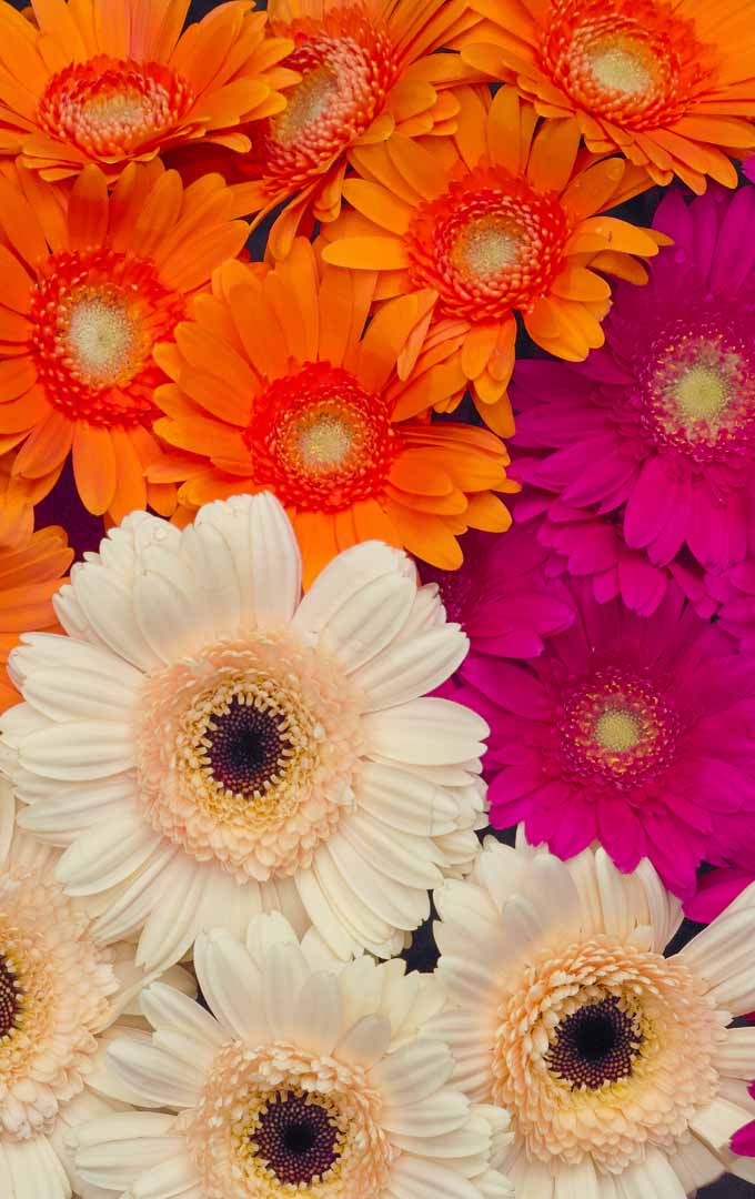 A close up vertical image of gerbera daisies in orange, pink, and peach, pictured on a soft focus background.