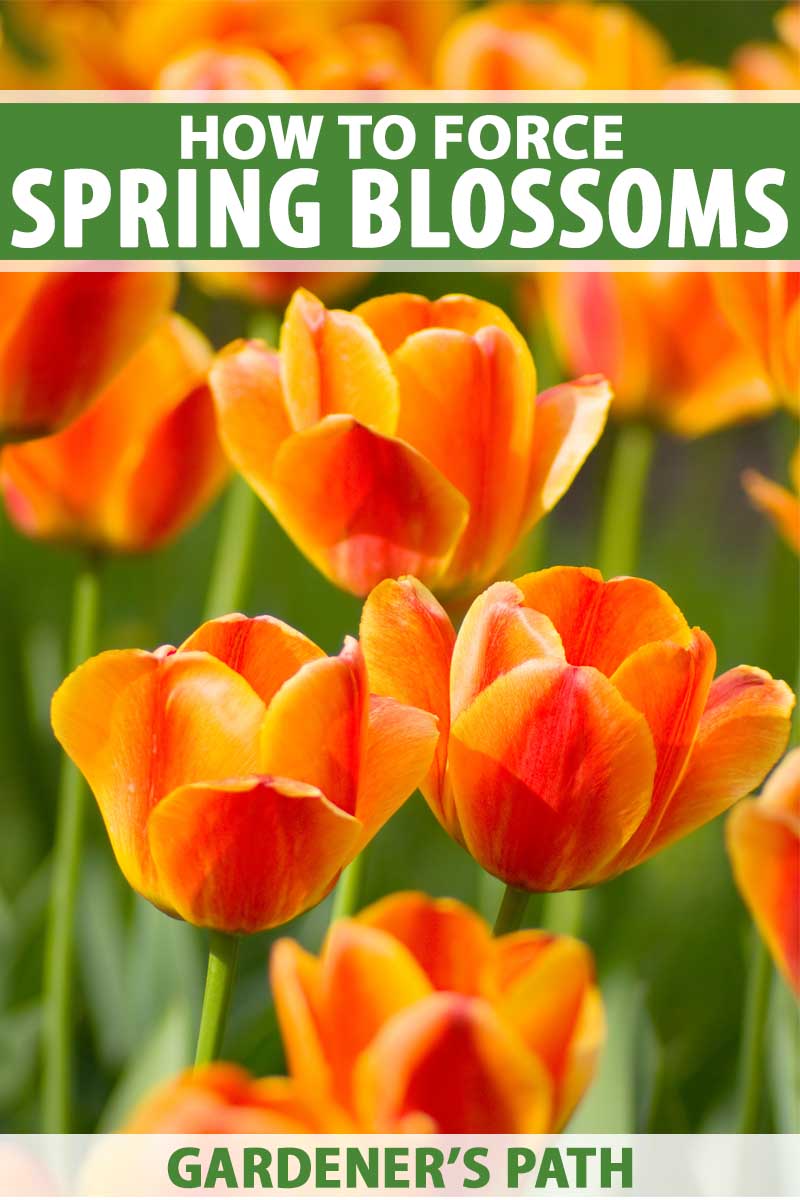 A close up vertical image of orange tulips growing in the garden pictured on a soft focus background. To the top and bottom of the frame is green and white printed text.