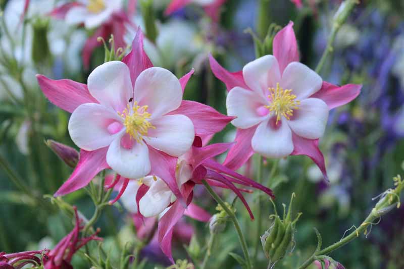 How to Cultivate Beautiful Columbine: A Complete Guide.
